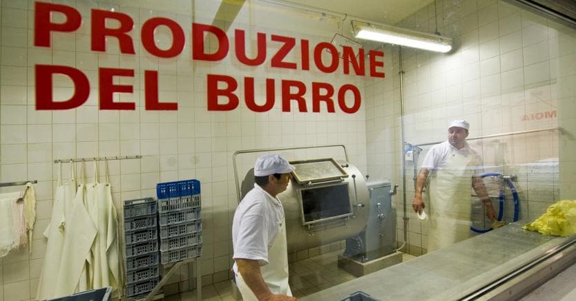 Burro clal on sale